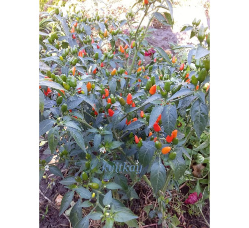 Насіння перцю гострого  Чилито де Симоджовел (Capsicum annuum var. glabriusculum 'Chilito de Simojovel')